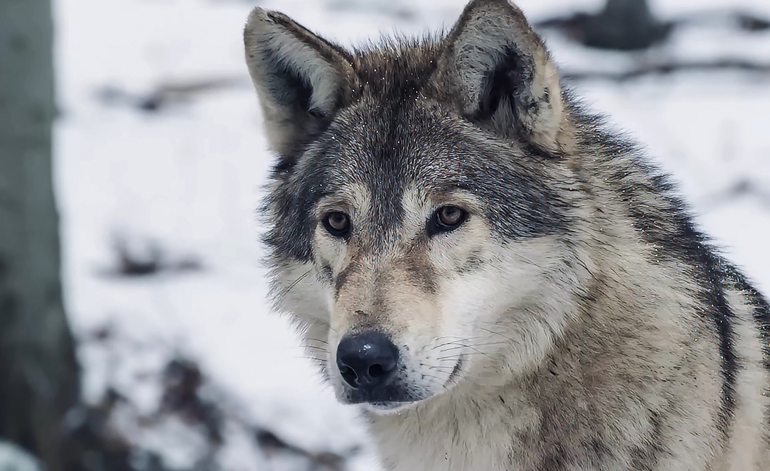Le Loup des Neiges - La survie dépend de la solidarité.